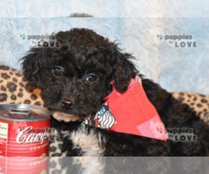 Aussiedoodle-Poodle (Toy) Mix Puppy for sale in SANGER, TX, USA