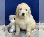 Small Photo #4 Goldendoodle Puppy For Sale in DUNDEE, OH, USA