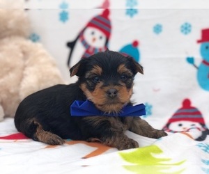 Yorkshire Terrier Puppy for sale in CLAY, PA, USA