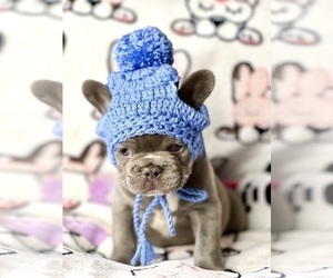 French Bulldog Puppy for sale in OJAI, CA, USA