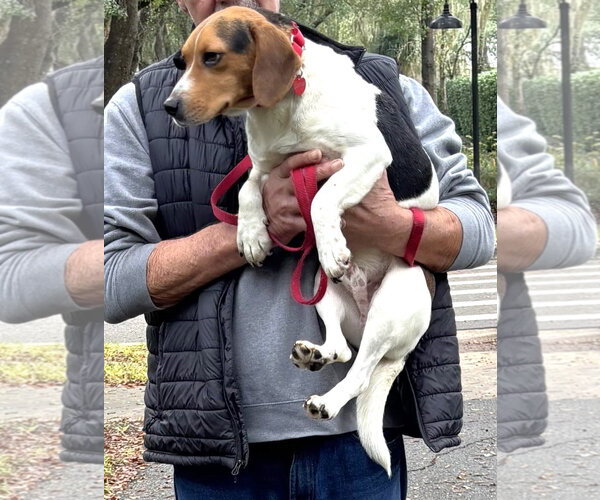 Medium Photo #9 Beagle Puppy For Sale in Dunnellon, FL, USA
