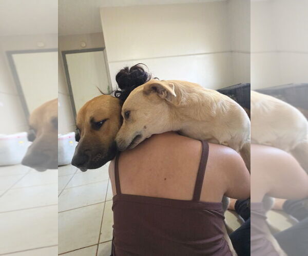 Medium Photo #12 Labrador Retriever-Unknown Mix Puppy For Sale in Oak Bluffs, MA, USA