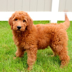 Medium Goldendoodle