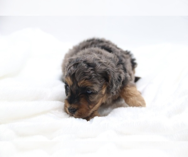 Medium Photo #16 Cockapoo Puppy For Sale in RIPLEY, TN, USA