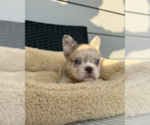 Small #5 French Bulldog