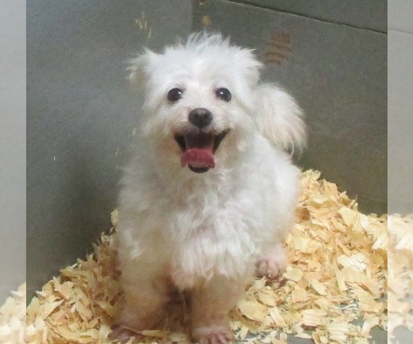 Medium Photo #1 Maltese Puppy For Sale in CARROLLTON, GA, USA
