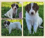 Small #4 Border Collie