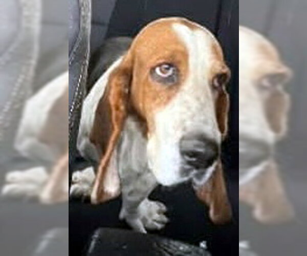 Medium Photo #5 Basset Hound Puppy For Sale in Deepwater, NJ, USA