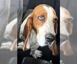 Small Photo #5 Basset Hound Puppy For Sale in Deepwater, NJ, USA