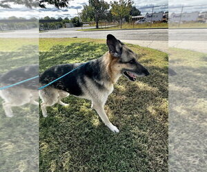 DA 24 Dez - Male German Shepherd Dog Dog for Adoption - Photo #2