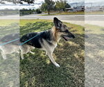 Small Photo #2 German Shepherd Dog Puppy For Sale in Glen Allen, VA, USA