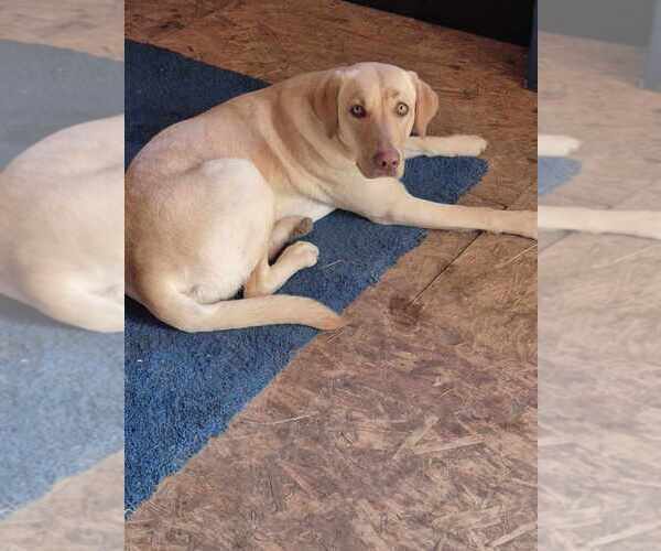 Medium Photo #1 Labrador Retriever Puppy For Sale in GAFFNEY, SC, USA