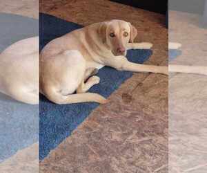 Mother of the Labrador Retriever puppies born on 11/02/2025