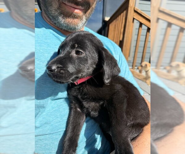 Medium Photo #1 Labrador Retriever-Unknown Mix Puppy For Sale in MIDWAY, UT, USA