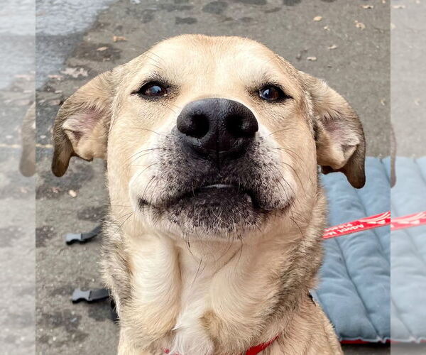 Medium Photo #15 Anatolian Shepherd-Unknown Mix Puppy For Sale in Canton, CT, USA