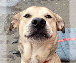 Small #14 Anatolian Shepherd Mix
