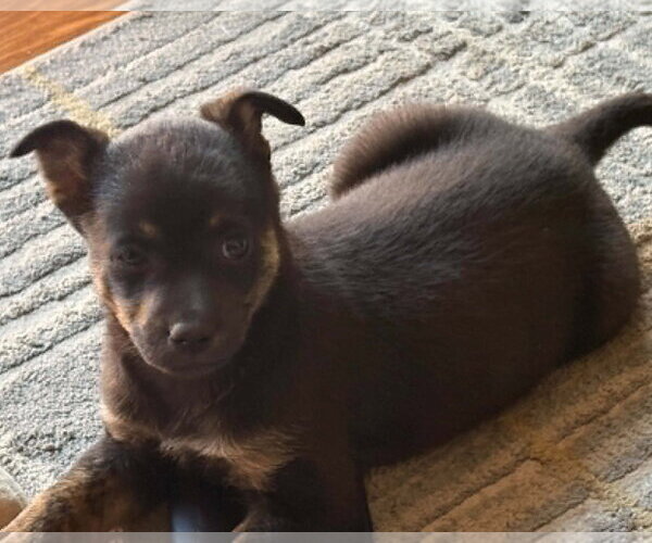 Medium Photo #4 Mutt Puppy For Sale in Corona, CA, USA