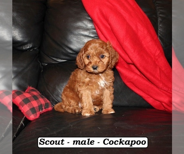 Medium Photo #1 Cockapoo (Miniature) Puppy For Sale in CLARKRANGE, TN, USA