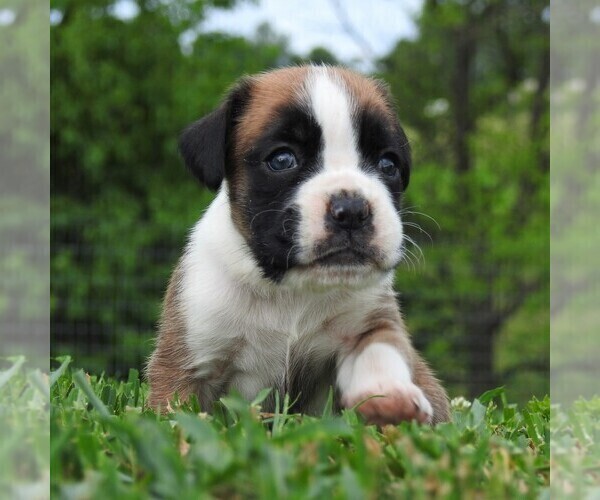Medium Photo #5 Boxer Puppy For Sale in MANHEIM, PA, USA