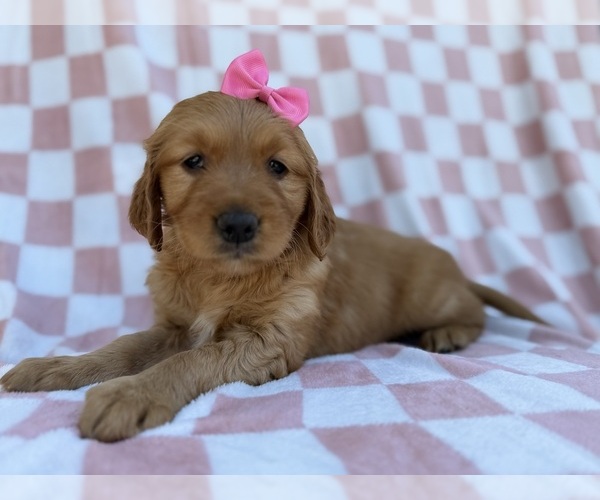 Medium Photo #2 Golden Retriever Puppy For Sale in LAKELAND, FL, USA