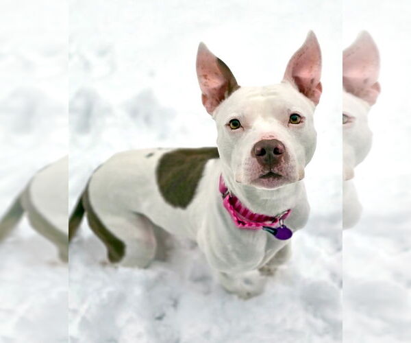 Medium Photo #5 Mutt Puppy For Sale in Westminster, MA, USA