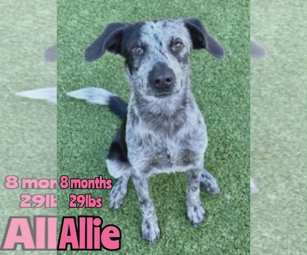 Medium Photo #1 American Pit Bull Terrier-Unknown Mix Puppy For Sale in Woodbury, NY, USA