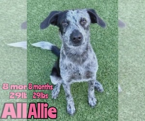 American Pit Bull Terrier-Unknown Mix Dogs for adoption in Woodbury, NY, USA