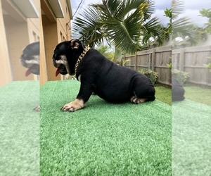 English Bulldogge Puppy for sale in PORT SAINT LUCIE, FL, USA