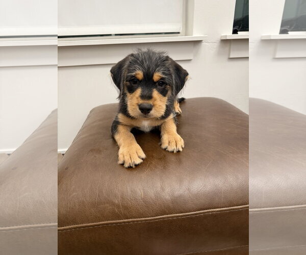 Medium Photo #2 Boxador Puppy For Sale in MIDWAY, UT, USA