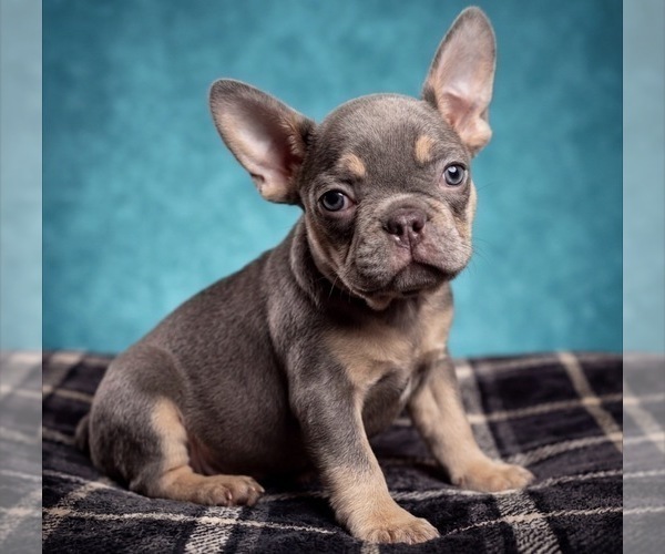 Medium Photo #6 French Bulldog Puppy For Sale in RENTON, WA, USA