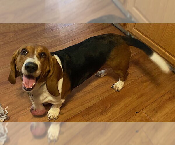 Medium Photo #2 Basset Hound Puppy For Sale in Petaluma, CA, USA