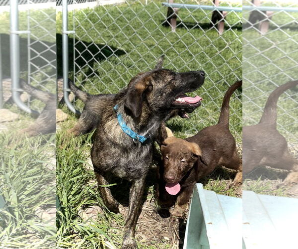 Medium Photo #4 Holland Shepherd-Unknown Mix Puppy For Sale in Estherville, IA, USA