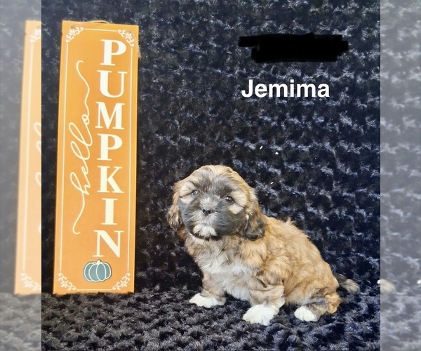 Medium Photo #2 Zuchon Puppy For Sale in MOUNT PLEASANT, MI, USA