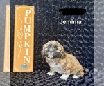 Jemima - Female Zuchon Puppy for Sale - Photo #2