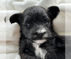 Morkie Puppy for sale in ROCK STREAM, NY, USA