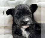 Small Morkie