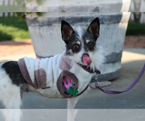 Medium Photo #3 Jack Chi Puppy For Sale in San Jose, CA, USA