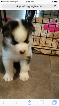 Medium Photo #1 Siberian Husky Puppy For Sale in PINELLAS PARK, FL, USA