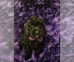 Goldendoodle (Miniature) Puppy for sale in KISSIMMEE, FL, USA