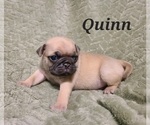 Puppy Quinn Pug