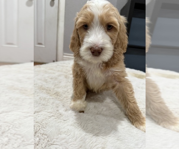 Medium Photo #8 Goldendoodle-Poodle (Standard) Mix Puppy For Sale in SACRAMENTO, CA, USA