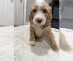 Small #7 Goldendoodle-Poodle (Standard) Mix