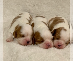 Cavalier King Charles Spaniel Puppy for sale in VICTORIA, TX, USA