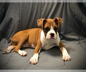 Boxer Puppy for sale in MILTON, FL, USA