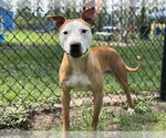 Small #1 American Staffordshire Terrier Mix