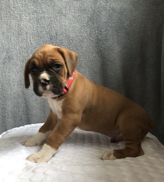 Medium Photo #3 Boxer Puppy For Sale in APPLE CREEK, OH, USA