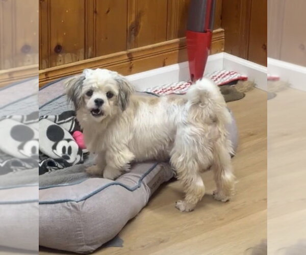 Medium Photo #3 Shih Tzu-Unknown Mix Puppy For Sale in Raleigh, NC, USA