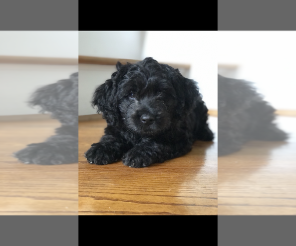 Medium Photo #3 Labradoodle Puppy For Sale in BOILING SPRINGS, SC, USA