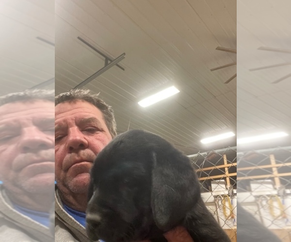 Full screen Photo #3 Labrador Retriever Puppy For Sale in SPRINGFIELD, IL, USA