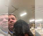 Small Photo #3 Labrador Retriever Puppy For Sale in SPRINGFIELD, IL, USA